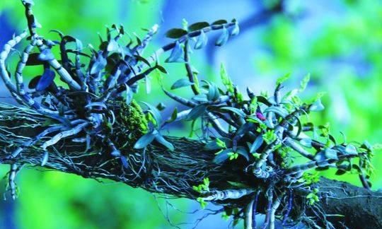 植物界的“大熊猫”仙草石斛故乡在四川