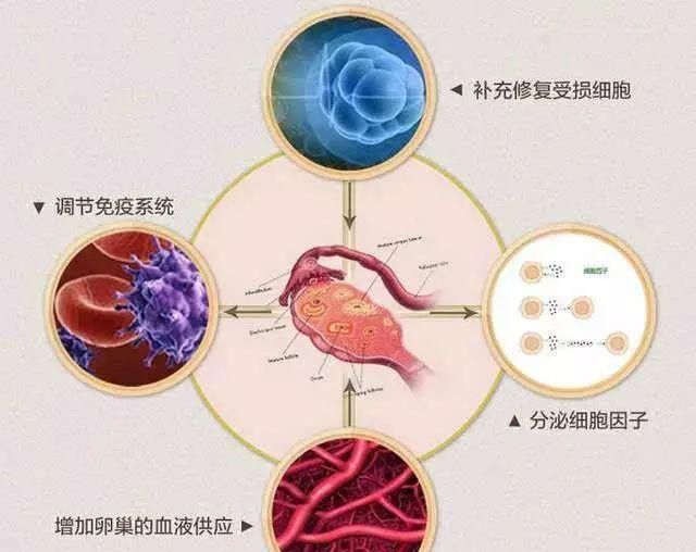 有卵泡不排卵怎么回事,猫咪有卵泡但是不排卵图3
