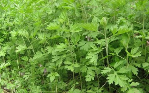 艾叶有什么功效可以食用吗(艾叶有什么功效与作用及禁忌)