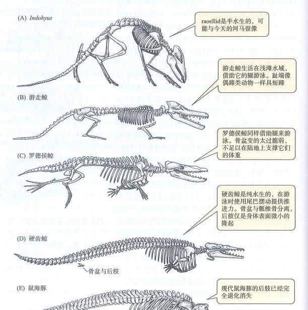 鲸鱼不是鱼而是哺乳动物，其祖先竟和羊差不多，如何成了庞然大物