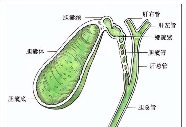 得了胆结石别慌张，老中医分享三剂名方，轻松排石，解除后顾之忧