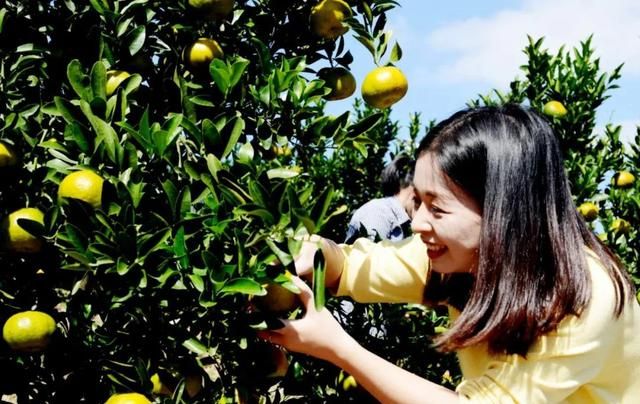 「芦柑正当时」你所不知道芦柑在永春栽培的隐秘往事在这里→