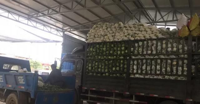 怎么区分菜花的好与坏呢图片(怎么区分菜花好坏)图1