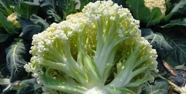 怎么区分菜花的好与坏呢图片(怎么区分菜花好坏)图3