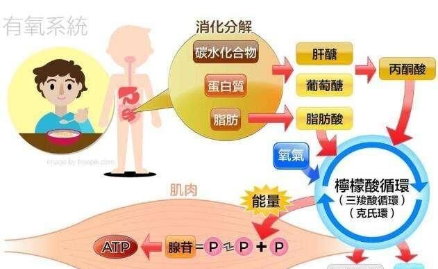 减脂期可以喝乳清蛋白吗,减脂喝乳清蛋白代替晚餐图4