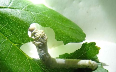 润肺平肝，明目生发的神仙草！蝉食之称文章，人食之老翁为小童！