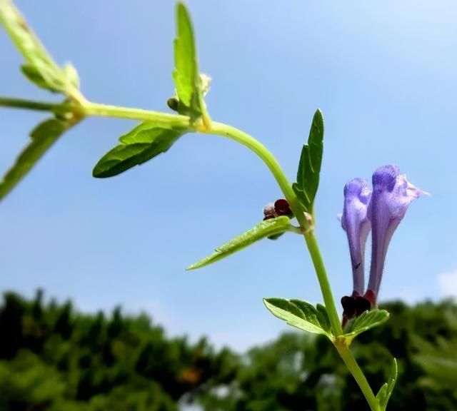 一代医宗李时珍的救命药——黄芩