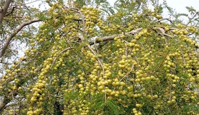 油甘果是怎样开花结果的,油甘怎么才能开花结果图3