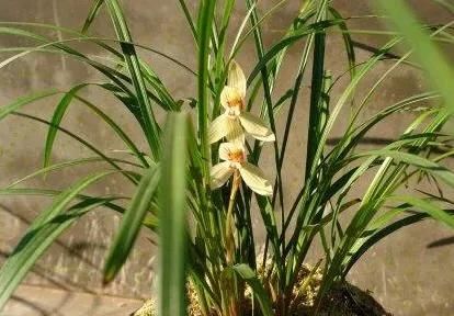 怎样种植兰草(怎样种植兰草教程)图2