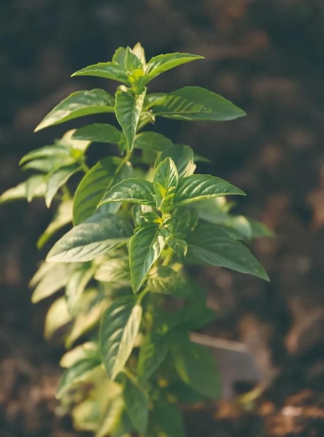 神奇“调味品”，百搭之王-植物非试管高效快繁技术金不换