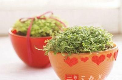 卫生间放什么植物最养人