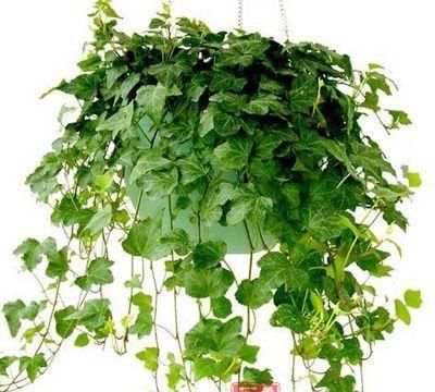 卫生间放什么植物最养人