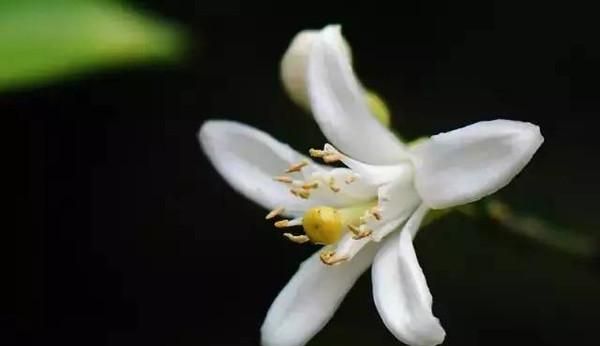 花卉：生活中常见的水果的花朵，非同一般的美丽！