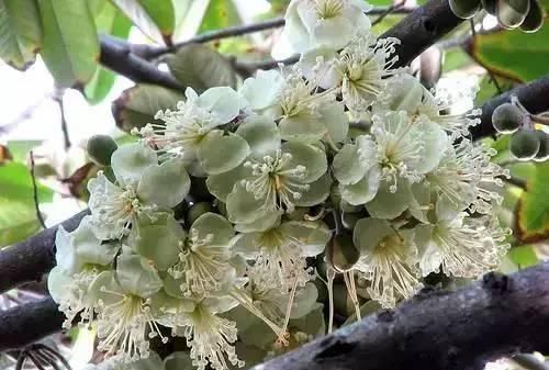 花卉：生活中常见的水果的花朵，非同一般的美丽！