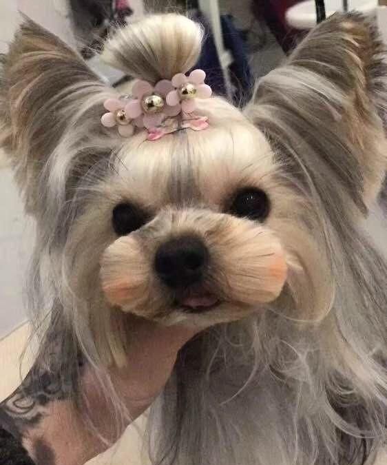 狗吃什么牌子的零食图1