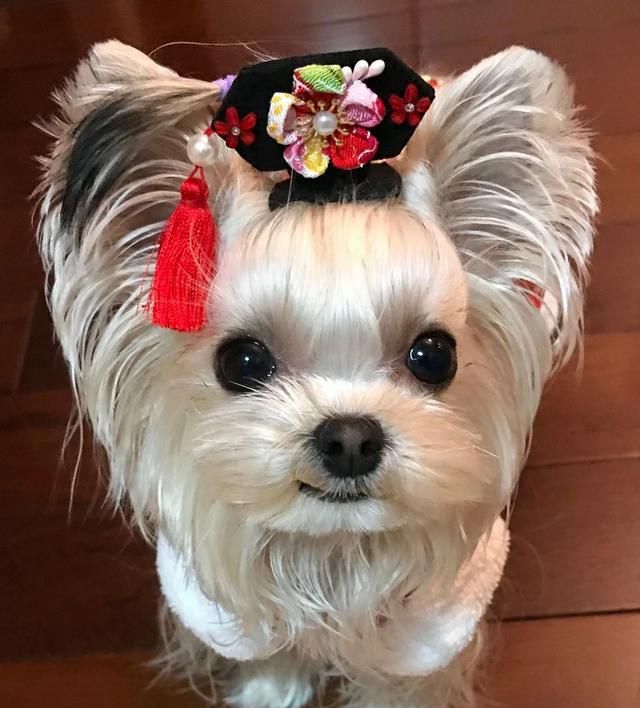 狗吃什么牌子的零食图2