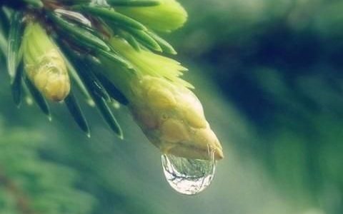 酸菜水有什么用处(大理水酸菜的做法)
