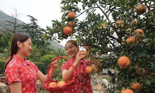 石榴籽能吃吗?它对人有什么好处或者害处吗图2