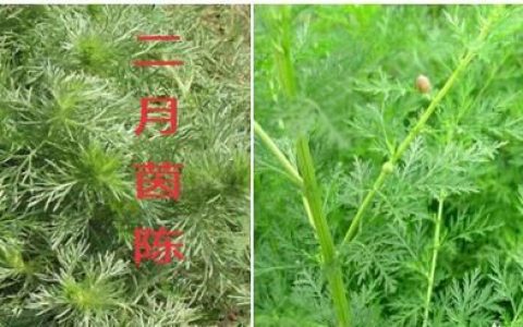 茵陈配大黄有何功效(炙大黄有什么功效和作用)