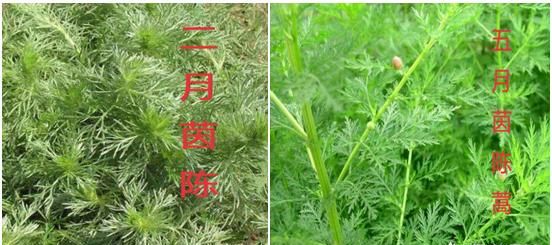 茵陈配大黄有何功效(炙大黄有什么功效和作用)图1