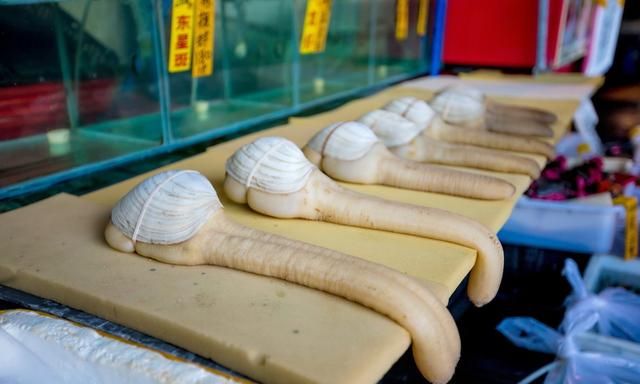 名贵海鲜——象拔蚌