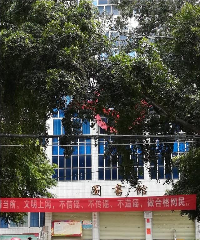 了解一下小叶榕也能增长一定的中药知识
