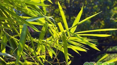 竹叶也能治病 看看竹叶的治病功效
