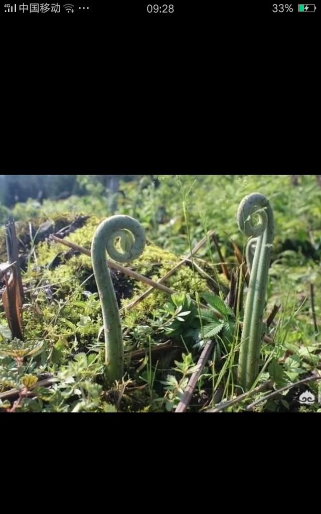 蕨菜怎样好吃(蕨菜怎么吃才好吃)图1