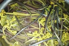 蕨菜怎样好吃(蕨菜怎么吃才好吃)图6