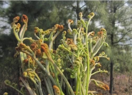 蕨菜怎样好吃(蕨菜怎么吃才好吃)图12