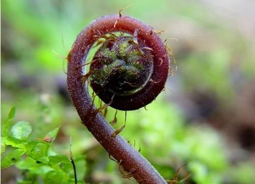蕨菜怎样好吃(蕨菜怎么吃才好吃)图15