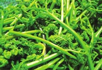 蕨菜怎样好吃(蕨菜怎么吃才好吃)图16