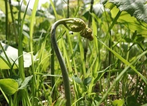 蕨菜怎样好吃(蕨菜怎么吃才好吃)图18