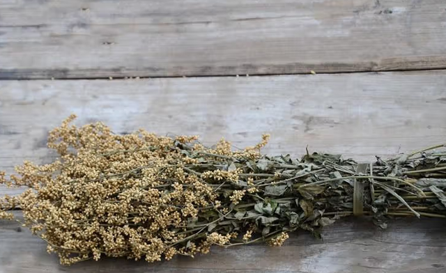 农村1种植物，以皇帝名字命名，人称刘寄奴，价值极高！