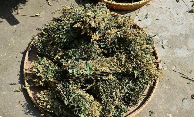 农村1种植物，以皇帝名字命名，人称刘寄奴，价值极高！
