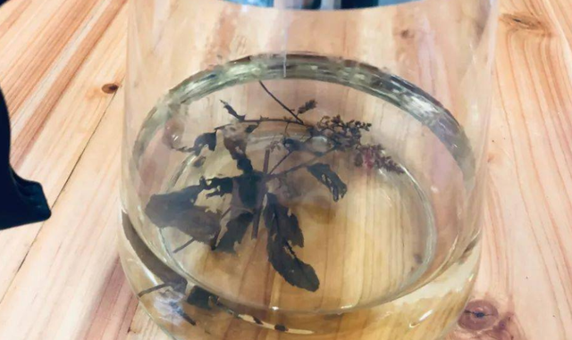 农村1种植物，以皇帝名字命名，人称刘寄奴，价值极高！