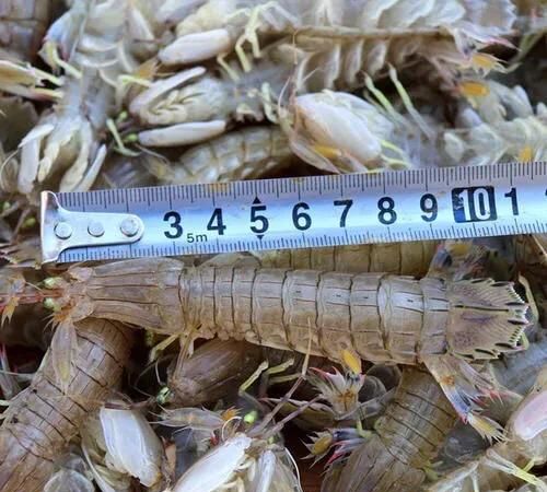 特大虾爬子做法(虾爬子做法大全家常)图11