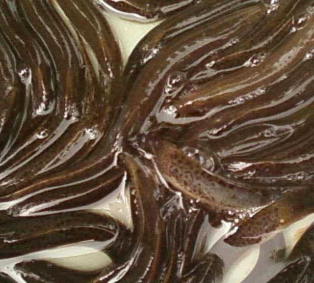 怎么炸泥鳅(怎么炸泥鳅又酥又好吃)图5