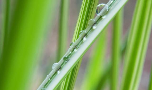 去火、去烦、消暑、解渴——家庭自制竹叶茶