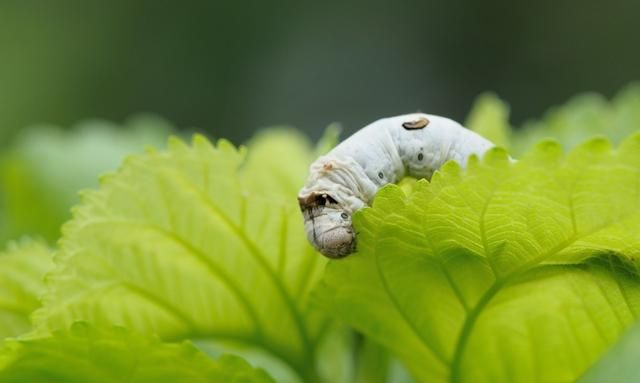 桑叶治感冒 咳嗽 咽痛 牙痛 目赤肿痛等6种疾病 效果好