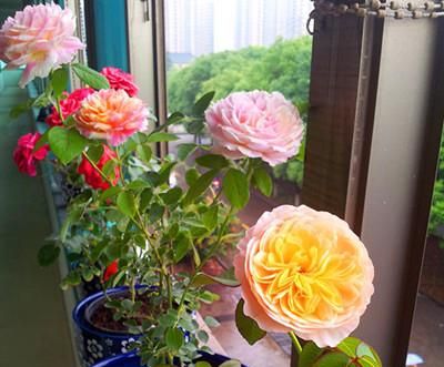 6种美容养颜的花卉，家里有女人的，一定要养上一盆！