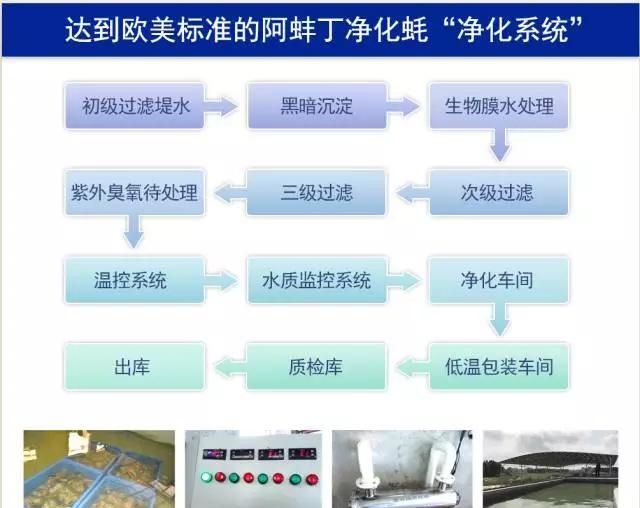 哪里的净化蚝好呢(净化蚝是什么)图10