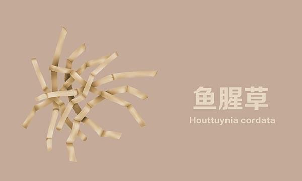 鱼腥草含“马兜铃酸”，损伤肾脏还致癌？到底能不能吃，和你说清