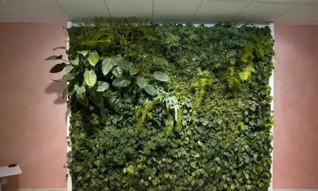薜荔，植物墙植物中的隐士！