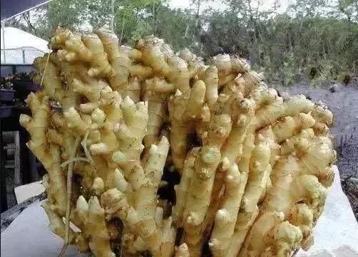 种生姜在上面铺草有什么好处图1
