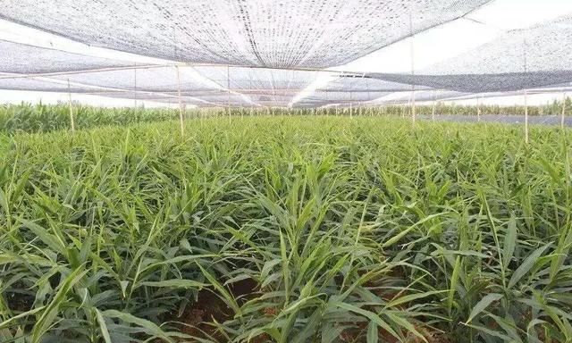 种生姜在上面铺草有什么好处图2