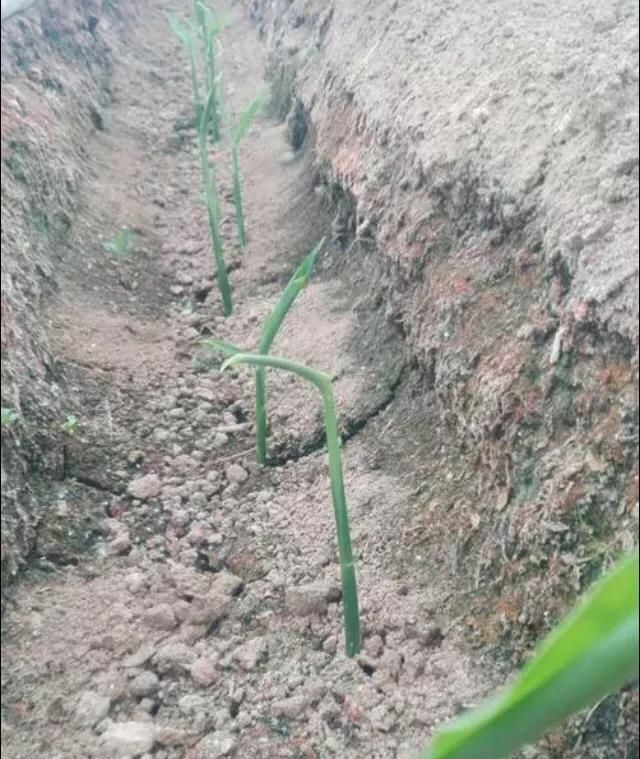 种生姜在上面铺草有什么好处图3