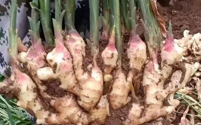 种生姜在上面铺草有什么好处图6