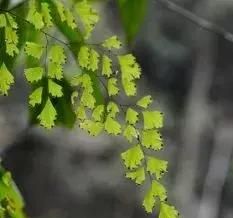 猪年到！这些名字里面有"猪"的药用植物，你认识吗？