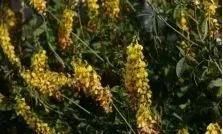 猪年到！这些名字里面有"猪"的药用植物，你认识吗？